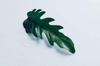 Monstera bırakın renk arka plan üzerinde 
