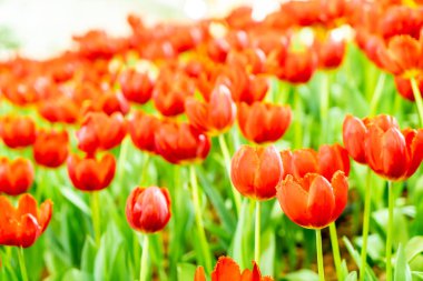 Bahçedeki güzel ve renkli laleler