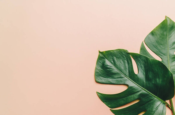 Monstera leave on color background 