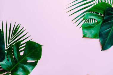 Kopya alanı ile tropikal palmiye yaprakları