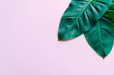 Monstera bırakın renk arka plan üzerinde 