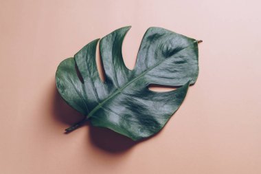 Monstera bırakın renk arka plan üzerinde 