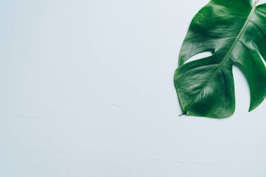 Monstera bırakın renk arka plan üzerinde 