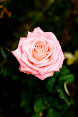 Güzel gül çiçekleri