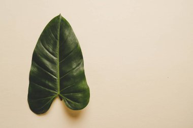 Monstera bırakın renk arka plan üzerinde 