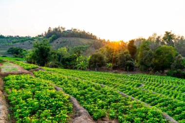 fidanlık bitki Bahçe Dağı'nda
