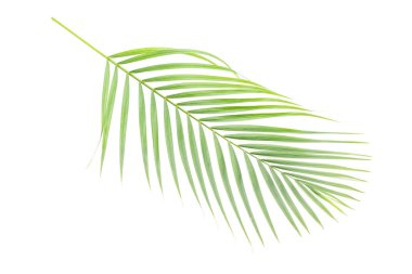 Beyaz arkaplanda tropik yapraklar