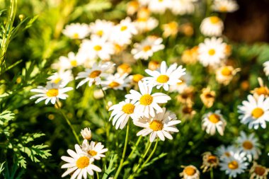 güzel papatya çiçekleri