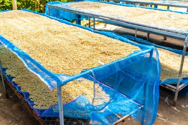 güneş ışığı ile kuru kahve çekirdekleri