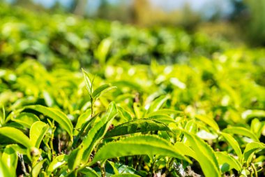 bahçede çay yaprakları