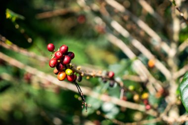 taze kahve çekirdekleri 