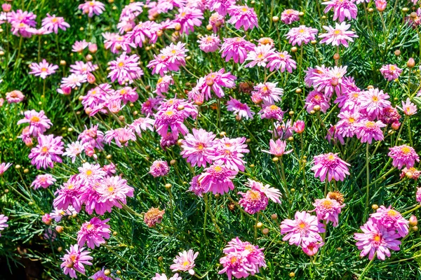 Mooie madeliefjebloemen — Stockfoto