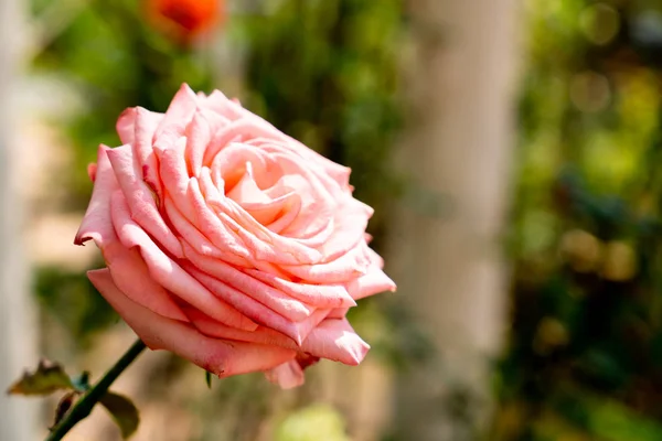 Beautiful rose flowers — Stock Photo, Image