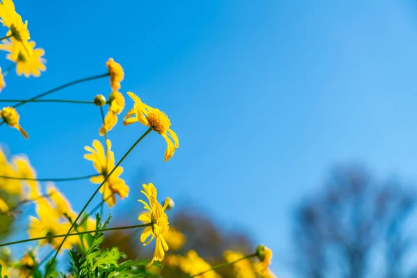 Lindas flores amarelas Margarida — Fotografia de Stock