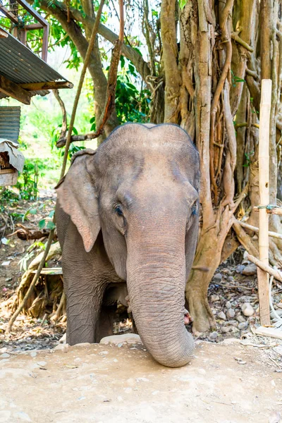 Elefante en Tailandia — Foto de Stock