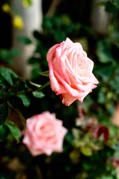 Beautiful rose flowers — Stock Photo, Image