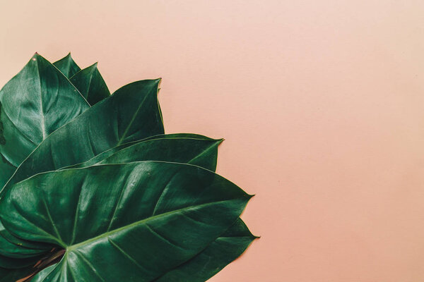 Monstera leave on color background 