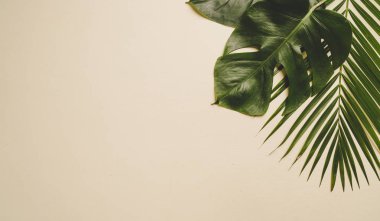 Kopya alanı ile tropikal palmiye yaprakları