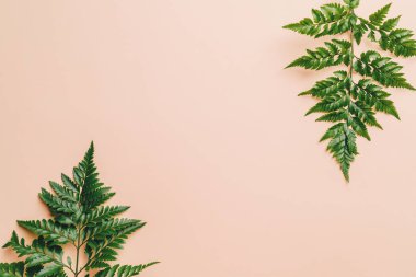 Tropikal yeşil yaprakları renk arka plan üzerinde