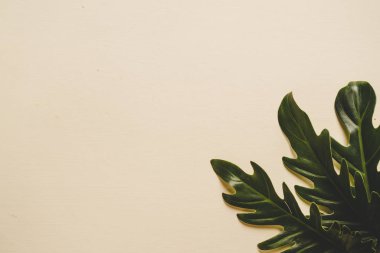 Monstera bırakın renk arka plan üzerinde 