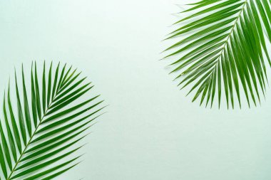 Kopya alanı ile tropikal palmiye yaprakları