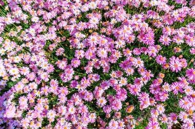 güzel papatya çiçekleri