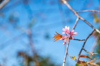 Mavi gökyüzü ile çiçek açan kiraz çiçekleri sakura çiçekler