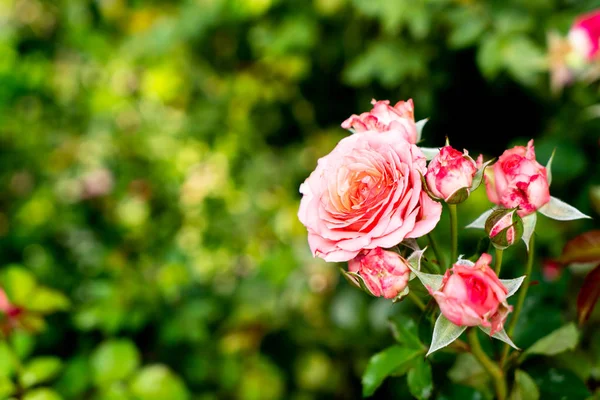 美しいバラの花 — ストック写真