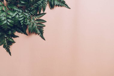 Tropikal yeşil yaprakları renk arka plan üzerinde