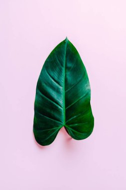 Monstera bırakın renk arka plan üzerinde 