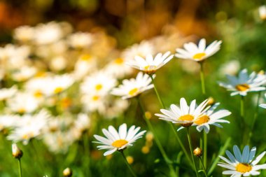 güzel papatya çiçekleri