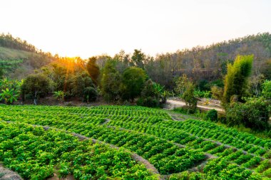 fidanlık bitki Bahçe Dağı'nda