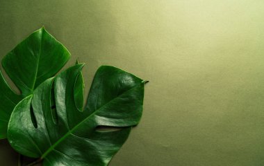 Monstera bırakın renk arka plan üzerinde 
