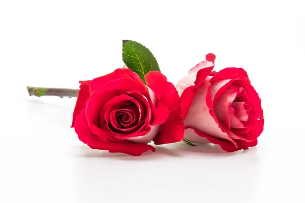 Rote Rose auf weißem Hintergrund — Stockfoto