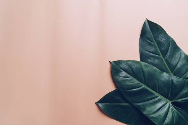 Monstera bırakın renk arka plan üzerinde 