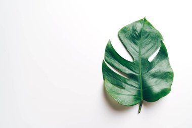 Monstera bırakın renk arka plan üzerinde 