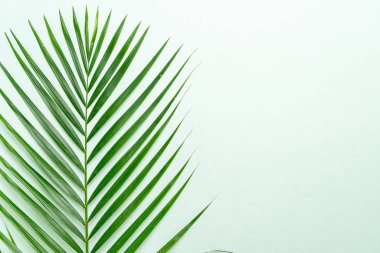 Kopya alanı ile tropikal palmiye yaprakları