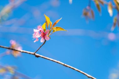 Mavi gökyüzü ile çiçek açan kiraz çiçekleri sakura çiçekler