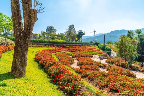 Bellissimo giardino alla stazione agricola reale - Doi Inthanon in — Foto Stock