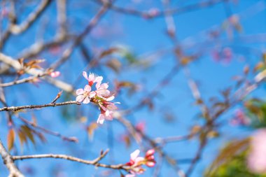 Mavi gökyüzü ile çiçek açan kiraz çiçekleri sakura çiçekler