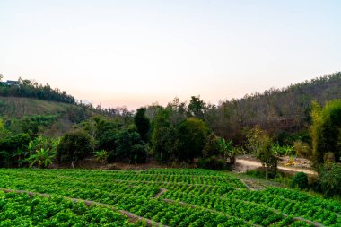 fidanlık bitki Bahçe Dağı'nda