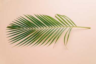 Kopya alanı ile tropikal palmiye yaprakları