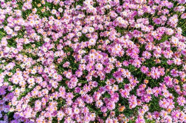 güzel papatya çiçekleri