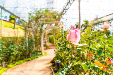 Güzel gül çiçekleri