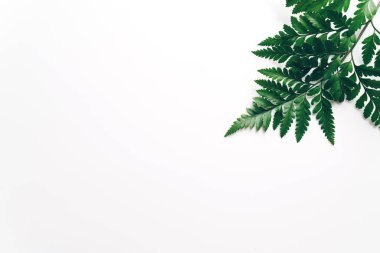 Tropikal yeşil yaprakları renk arka plan üzerinde