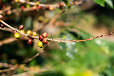taze kahve çekirdekleri 