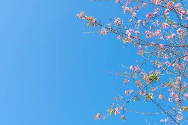 Mavi gökyüzü ile çiçek açan kiraz çiçekleri sakura çiçekler