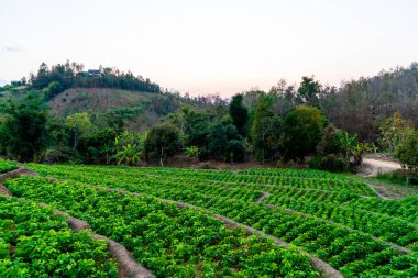 fidanlık bitki Bahçe Dağı'nda