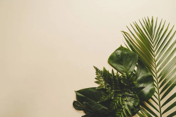 Tropisk palm lämnar med kopia utrymme — Stockfoto