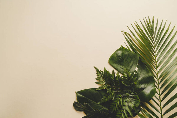 Tropical palm leaves with copy space